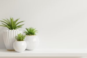 curios-collections-homezen-1-1 (1) curios-collections-homezen-1-1 (1)